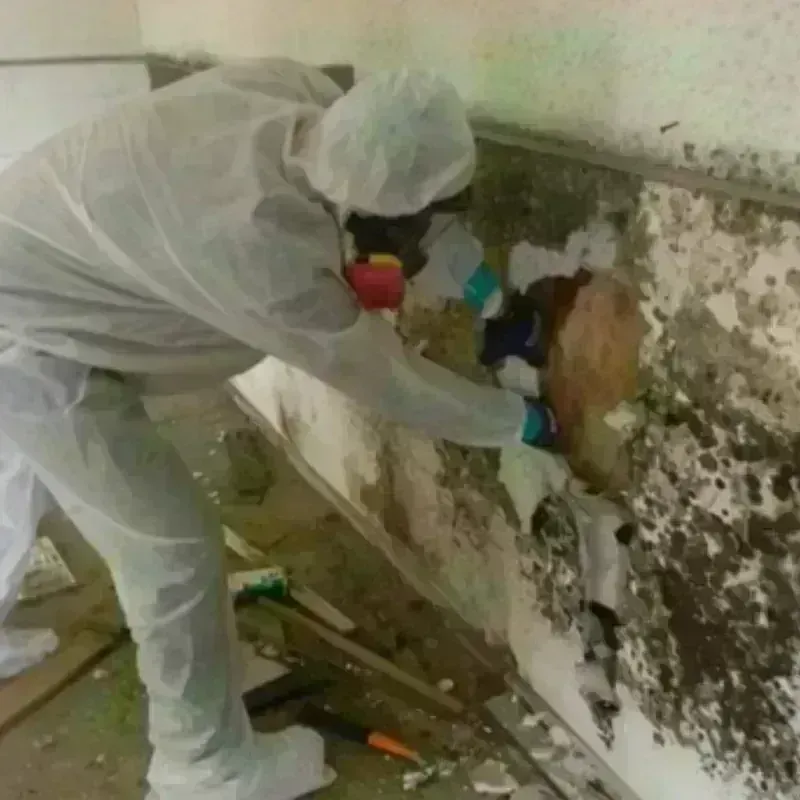 Mold Remediation and Removal in Fredericksburg, VA